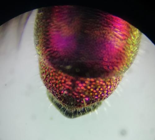 Réf. 261 364 : Chrysis succincta